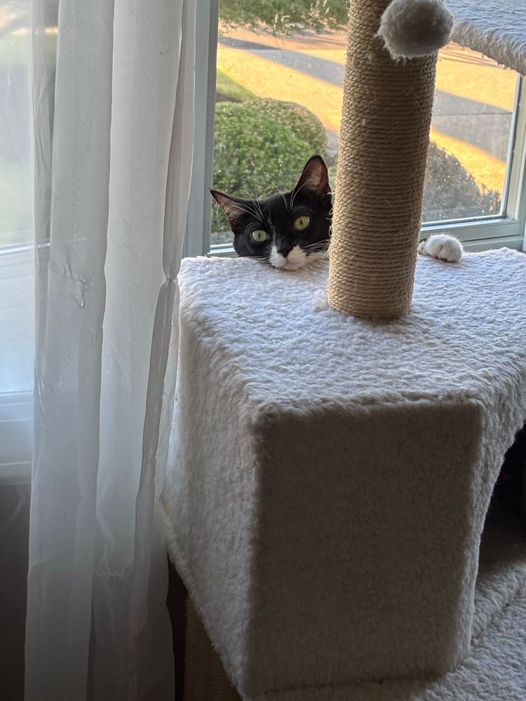 A black and white tuxedo cat, but all you can see is her head resting on a mid level of a cream colored cat tree, and one white sock paw. The rest of her is on the window, behind the cat tree.