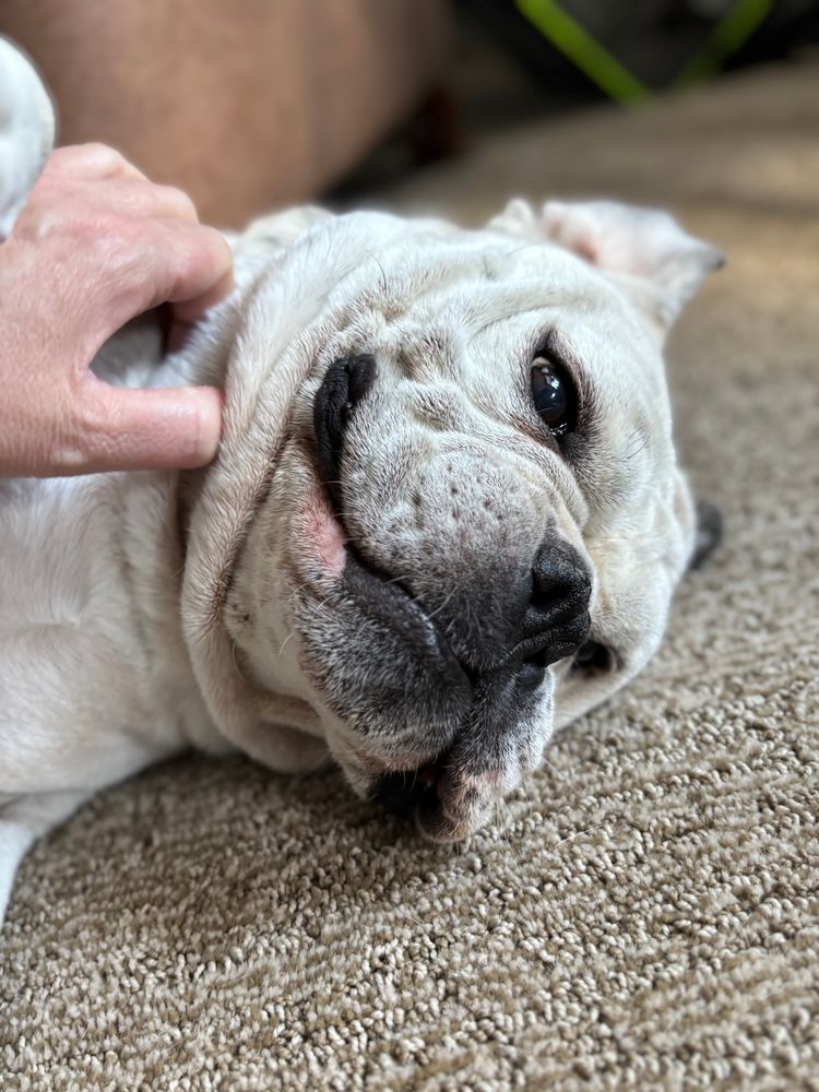 An English Bulldog mix, brindle colored lying on a brown carpet.