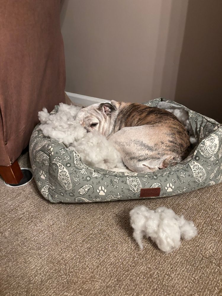 A bring English Bulldog mix lays in a destroyed dog bed, fluff all around her. The bed was a green paisley with cream interior, but now it’s just a mess I have to clean up. The dog looks guilty, but it’s a lie because she’d do it again. 