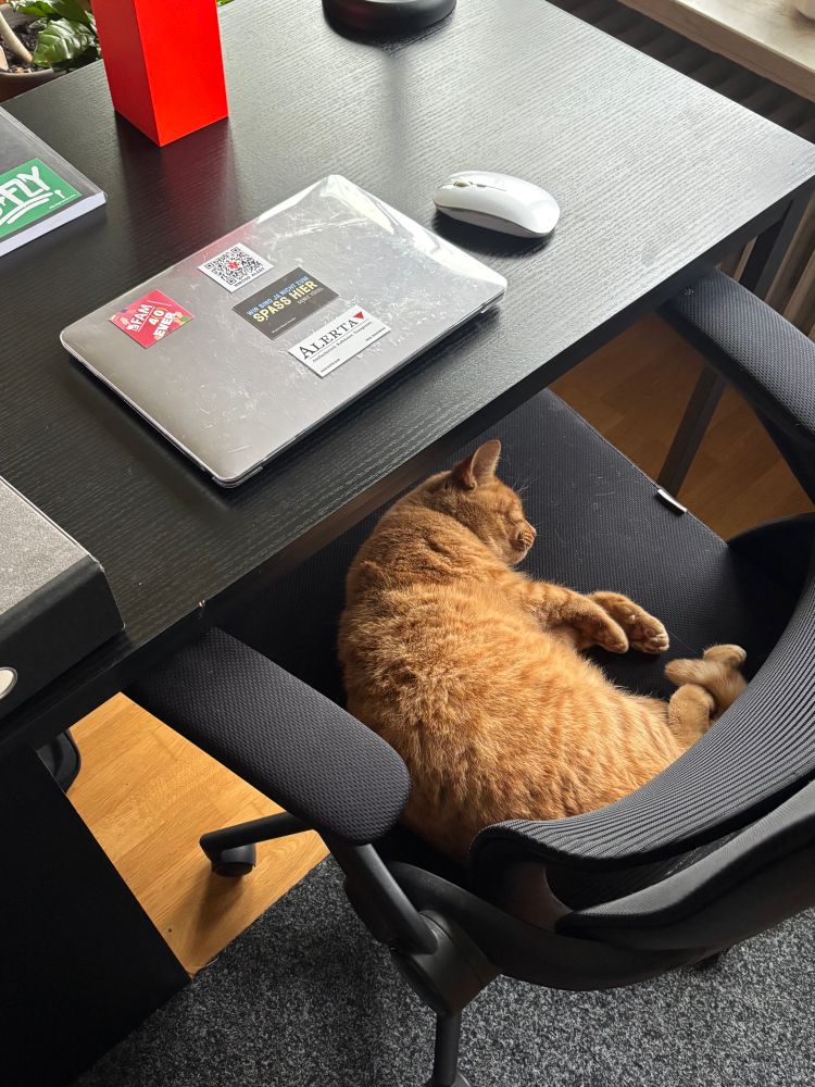 Auf einem schwarzen Schreibtisch liegt mein Notebook, auf dem schwarzen Bürostuhl davor liegt ein rot-getigerter Kater.