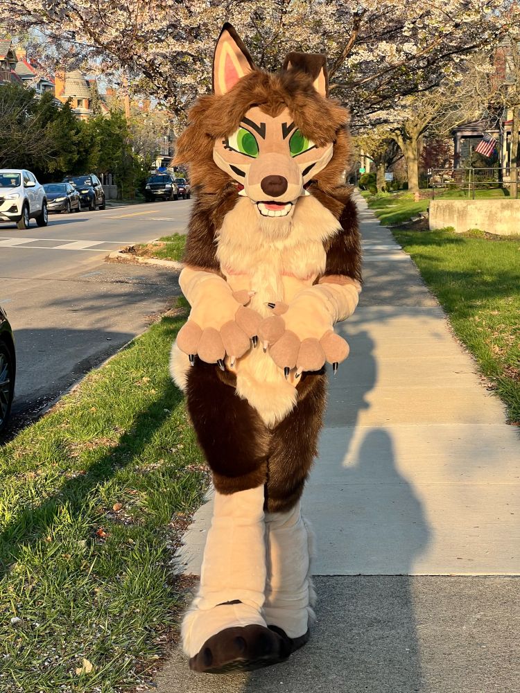 a plantigrade coydog fullsuit in golden hour under a blooming sakura tree