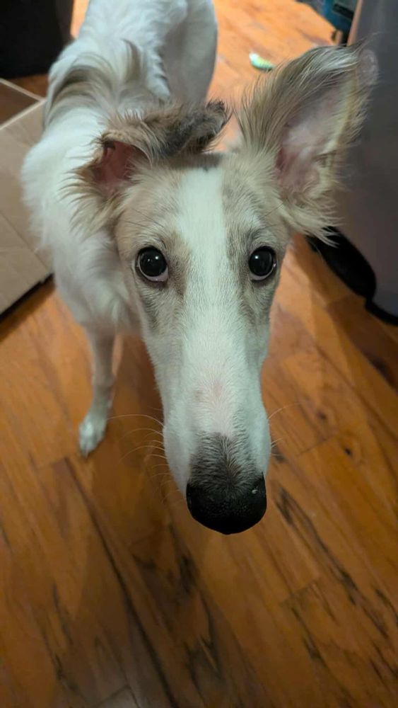 thang (johnny storm the silken windhound)
