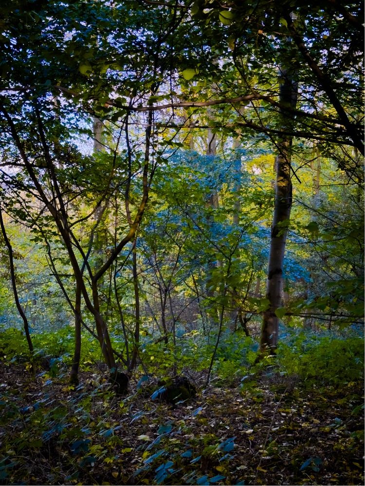 Shaded forest interior with layered green foliage and thin trunks, with dappled light filtering through the canopy and blue-green tones in the mid-distance.