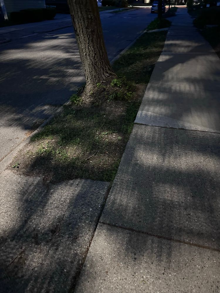 pixelated shadows of a tree on the sidewalk