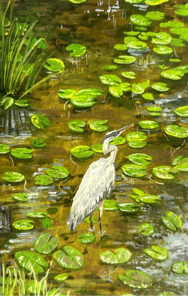 Gouache painting of a local heron at the Lake Wilcox channel 