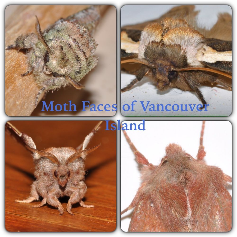 Four fuzzy moth faces. Mostly tans, grey  and browns and some with fern like antennas. One reminds me of a bison with white horns. 