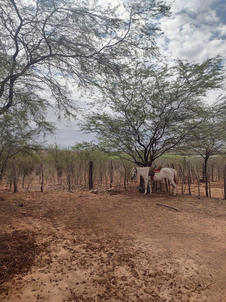 A foto colorida mostra uma fazenda na Caatinga. Um cavalo branco, selado, está preso numa árvore com folhagens marrom.