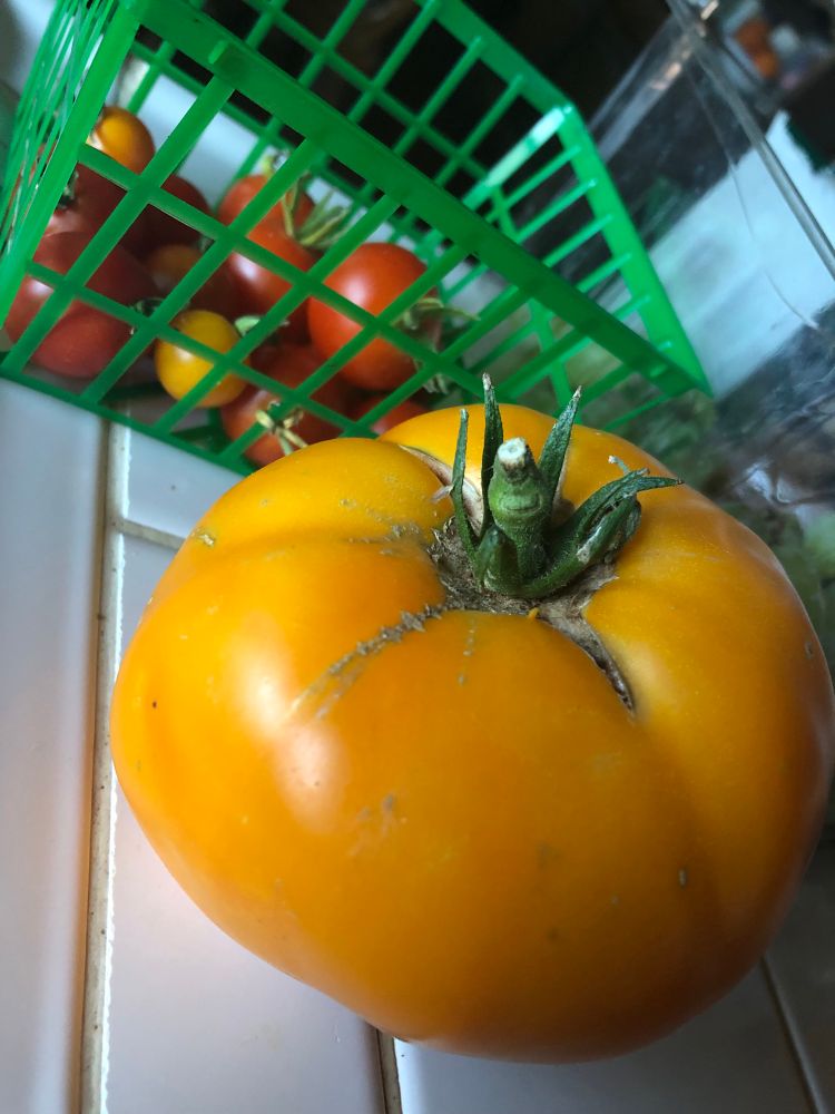 A large orange tomato and a basket of cherry tomatoes behind it. 