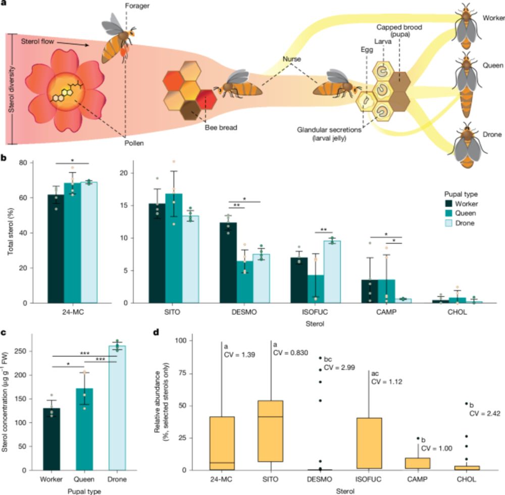 Genetic engineering of a yeast strain provides rare but essential pollen sterols for honeybee colonies.