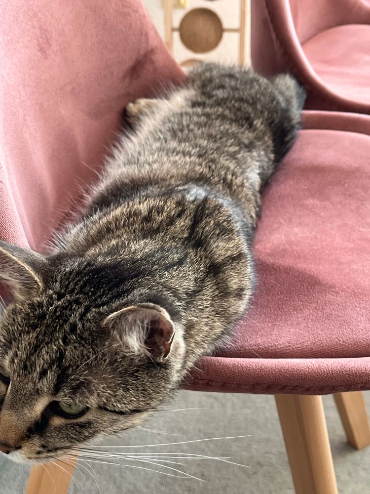 A cat on a chair having his feet tucked in so it looks quite cylindrical 