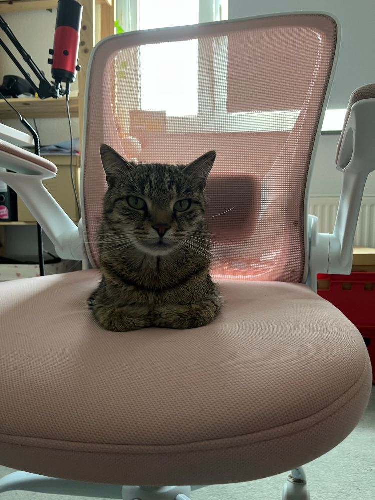A cat sitting in a loaf position on a office chair