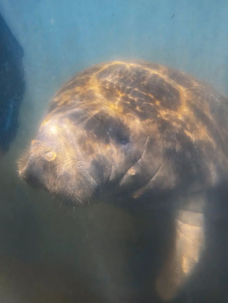 A close underwater photo of a young manatee. It is gray and covered in algae and had cute little button eyes.