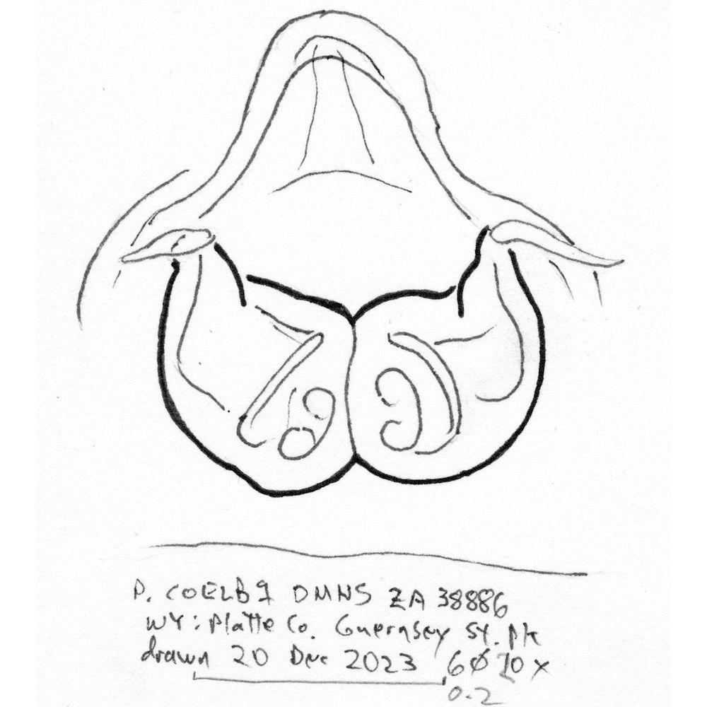 Outline sketch of vulva of Pellenattus female.
