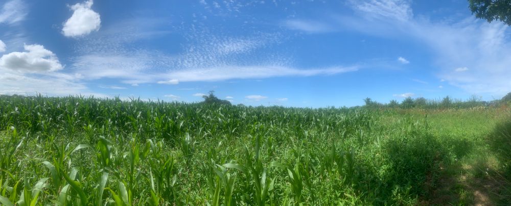 Blue sky with wispy clouds over a field of tall grass
