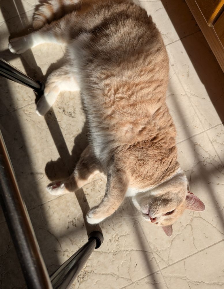 Chirper laying in the sun on the floor (cream colored cat)