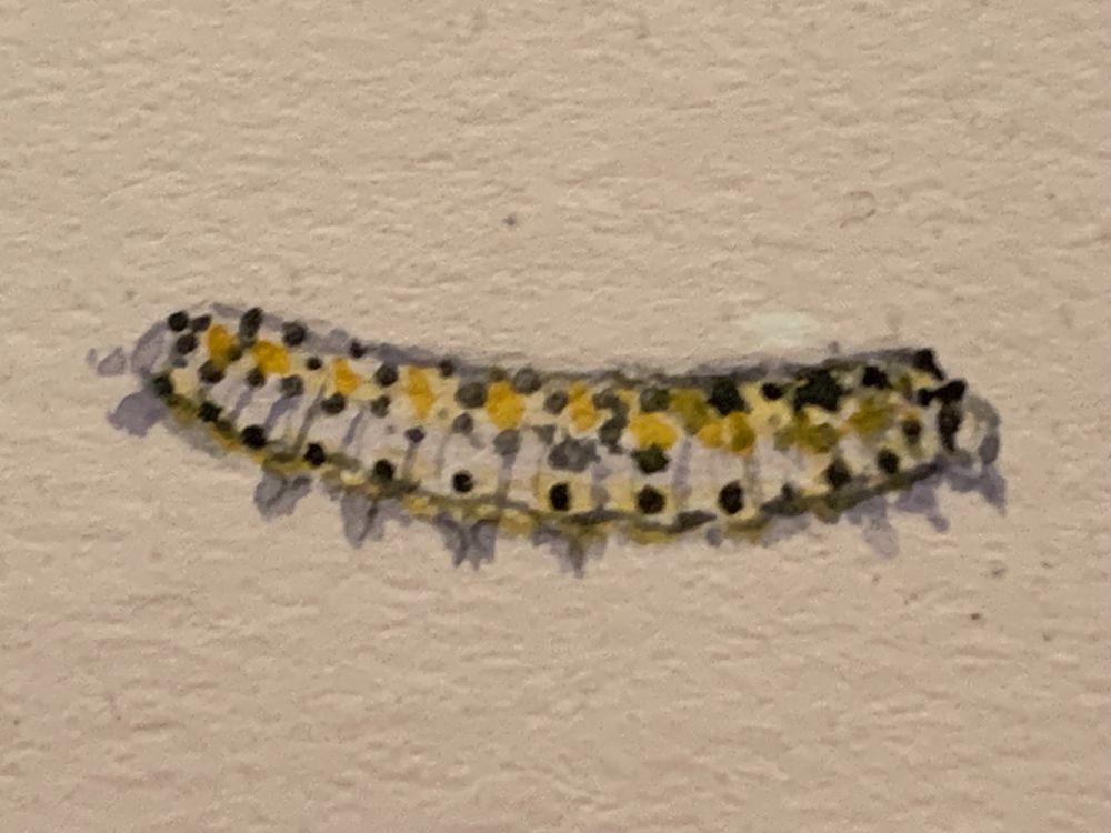 A simple but elegant watercolor of a white-bodied caterpillar with yellow and black spots.