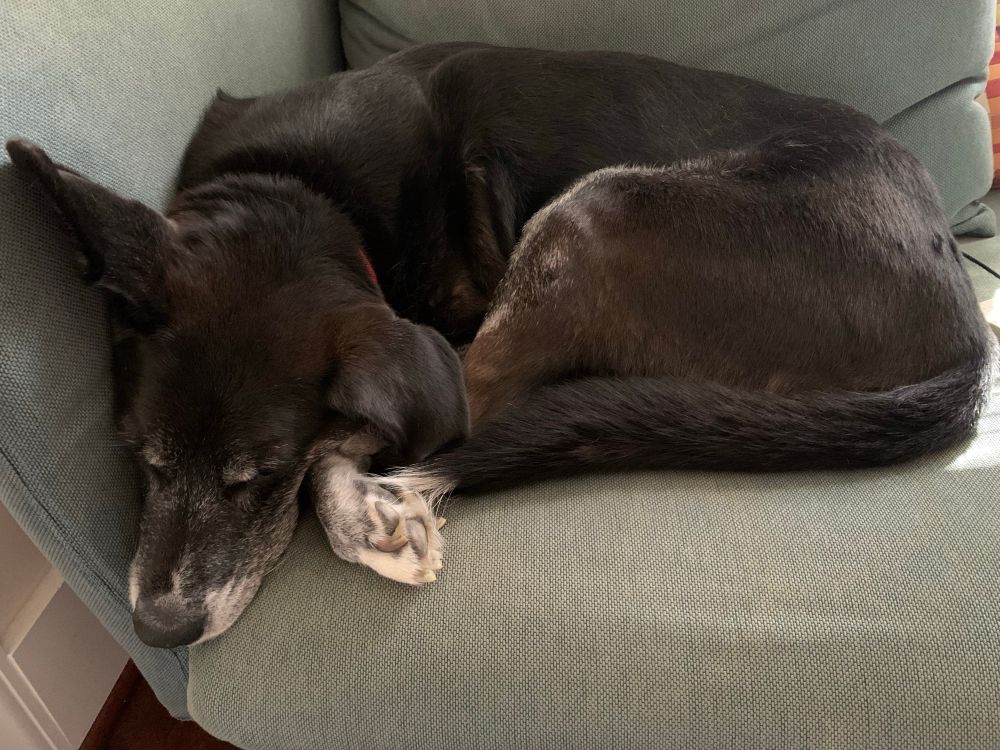 A large grizzled black-and-white dog curled up sleeping on a pale blue corner sectional.
