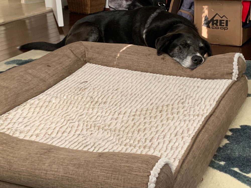 A large black and white houndy-looking mutt snoozes on the floor, lying next to but not on a dog bed in the center of the room, except for his chin, which rests on the edge of one side of the bed.