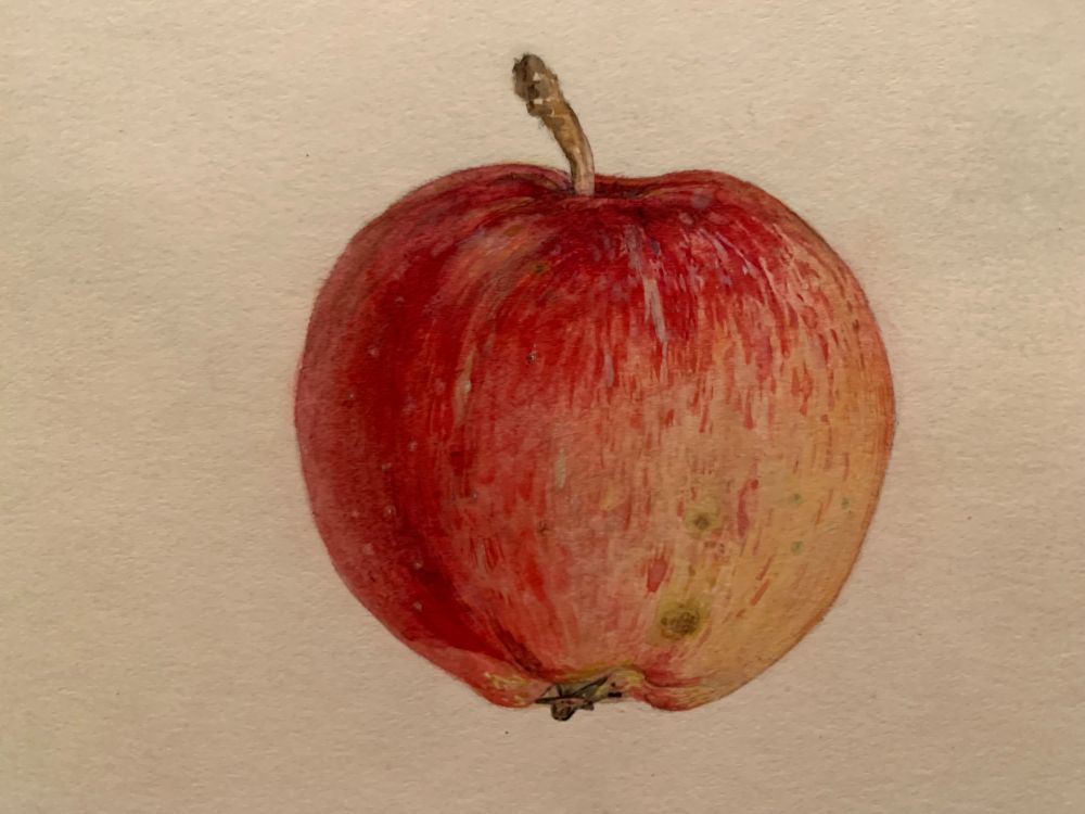 A simple watercolor of a red-to-yellow apple with two small blemishes near the bottom.