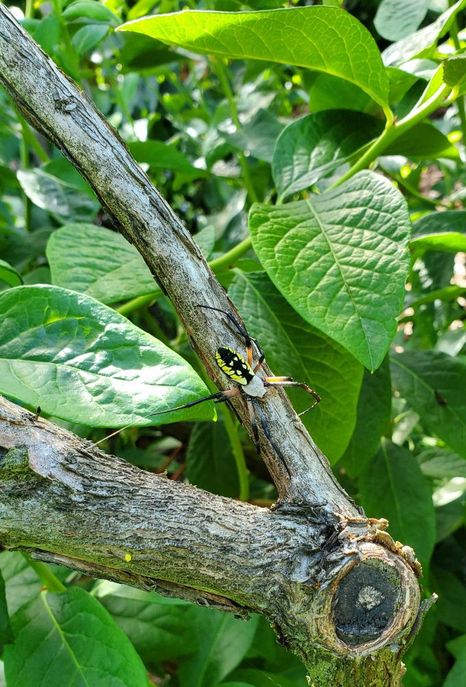 The same spider, now much closer. She descends from a branch, spindle legged and delicate. Her stark yellow body is contrasted by a stunning inky pattern of skulls. Upon her head, one can just barely make out a pattern of fuzz, like a flattened burst of stars.
