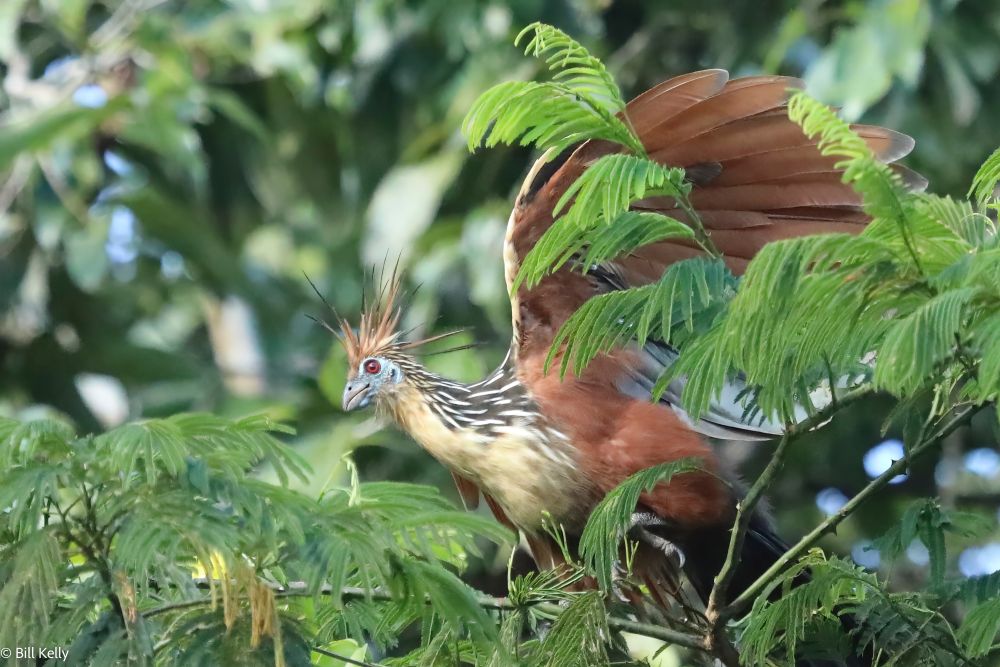 Hoatzin in a tree