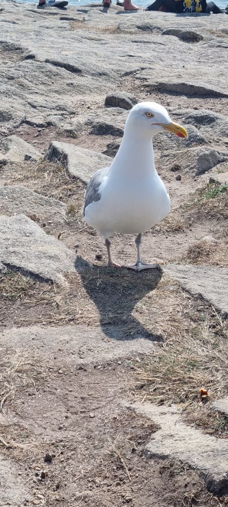 Genre une mouette quoi