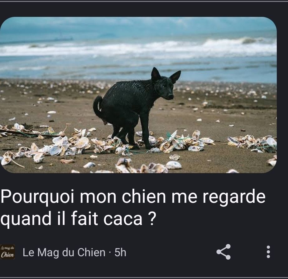 Titre d article issu du "Mag du chien": "Pourquoi mon chien me regarde quand il fait caca?"  + photo de chien oeuvrant sur 1 plage