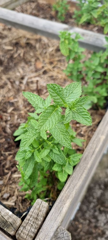Photo de menthe du jardin