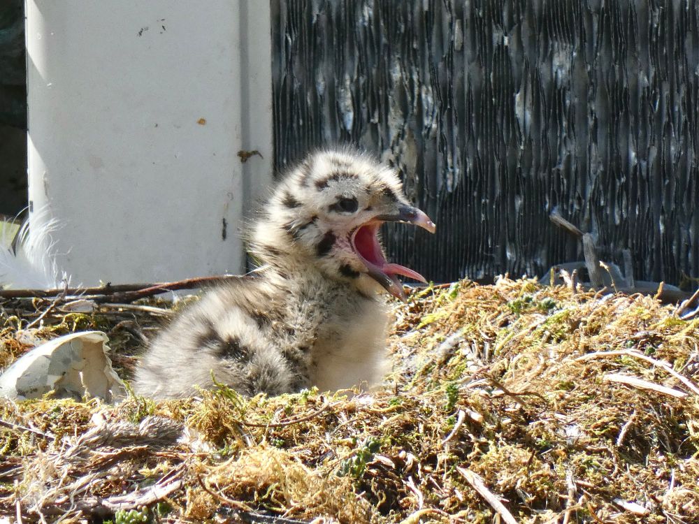 Photo of a one day old herring gull chick sitting amongst dry moss next to cracked egg shell. Their beak is wide open, their pointed pink tongue protruding. Their feathers are fluffy and beige with dark spots like a pebble/seal pup/the egg they came from.