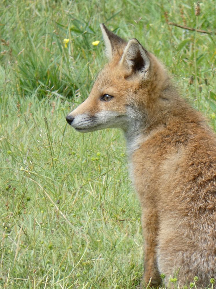 Photo of a red fox kit who is about 2-3 months old. They have their adult coloured coat and their eyes have darkened now to a dark amber. They are sitting amongst grass with some buttercups growing, and is looking to the left and in profile. They look watchful but calm.