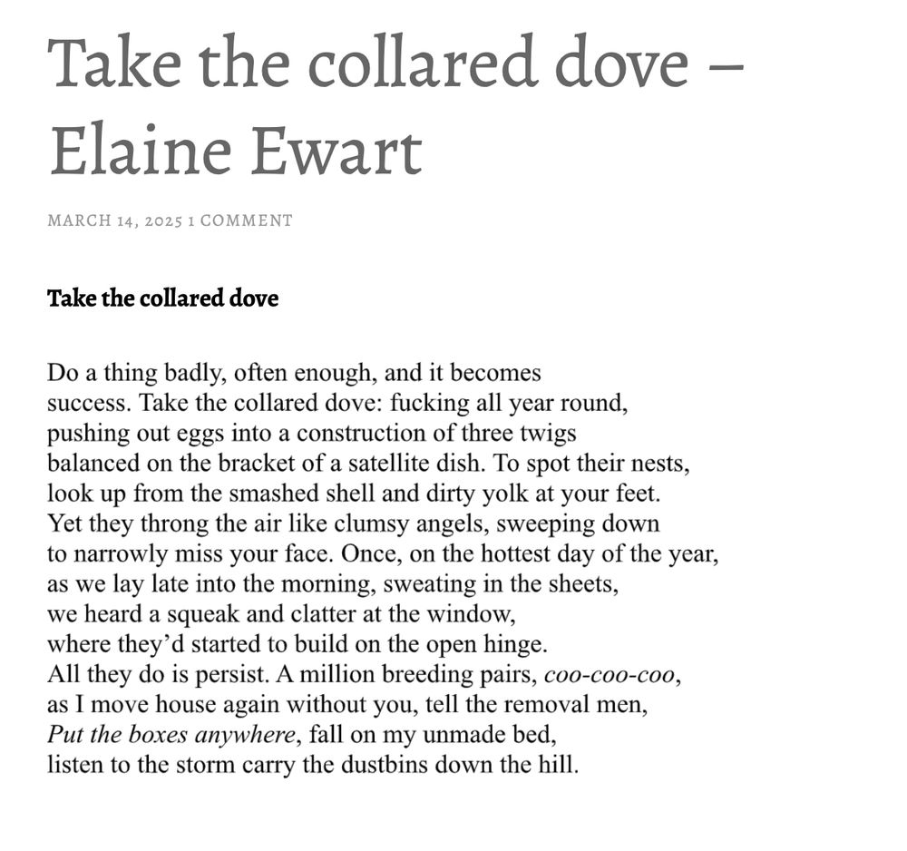 Screenshot of Elaine Ewart's poem titled 'Take the collared dove' from atriumpoetry.com. It reads;

Do a thing badly, often enough, and it becomes 
success. Take the collared dove: fucking all year round, 
pushing out eggs into a construction of three twigs 
balanced on the bracket of a satellite dish. To spot their nests,
look up from the smashed shell and dirty yolk at your feet. 
Yet they throng the air like clumsy angels, sweeping down 
to narrowly miss your face. Once, on the hottest day of the year, 
as we lay late into the morning, sweating in the sheets, 
we heard a squeak and clatter at the window,
where they'd started to build on the open hinge. 
All they do is persist. A million breeding pairs, coo-coo-coo, 
as I move house again without you, tell the removal men, 
Put the boxes anywhere, fall on my unmade bed,
listen to the storm carry the dustbins down the hill.

