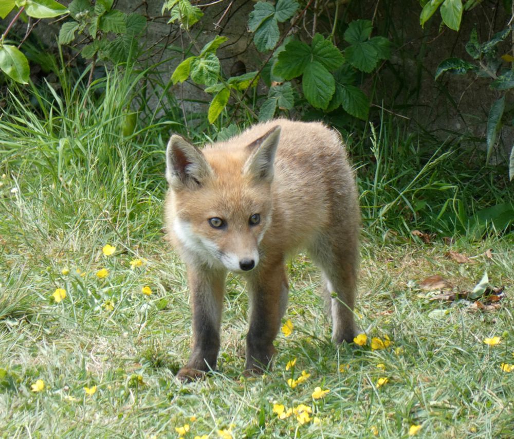 Photo of a fluffy red fox cub. S/he is almost head on to the camera and standing, looking slightly to the side. S/he now has adult colours, although s/he still has the pale (and intense looking!) eyes of cubs, that will probably darken a bit. S/he stands on grass starred with buttercups.