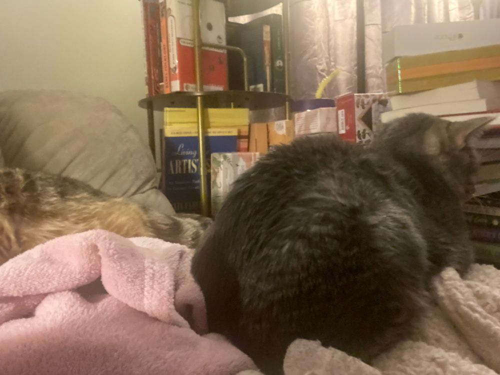 Ruffles in cat loaf mode on top of Heather 