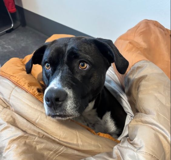 Show keeps tucking her head back in, and then hearing something, anything, and fears she's missing out and poking her head back out to be like "what's up? are you having fun without me?" It's hysterical lol.