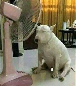 Cachorro sentado de frente a um ventilador tal qual estou agora 