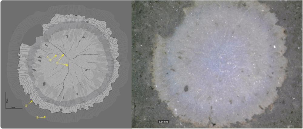 Figure from:
Hachour, K., Hamdidouche, R., Dahoumane, A., & Goucem, A. (2023). A new triradial species from the Neoproterozoic formations of the Chenachene region, north-east of the Taoudeni basin (south-western Algeria). Journal of African Earth Sciences, 202, 104934. https://doi.org/10.1016/j.jafrearsci.2023.104934