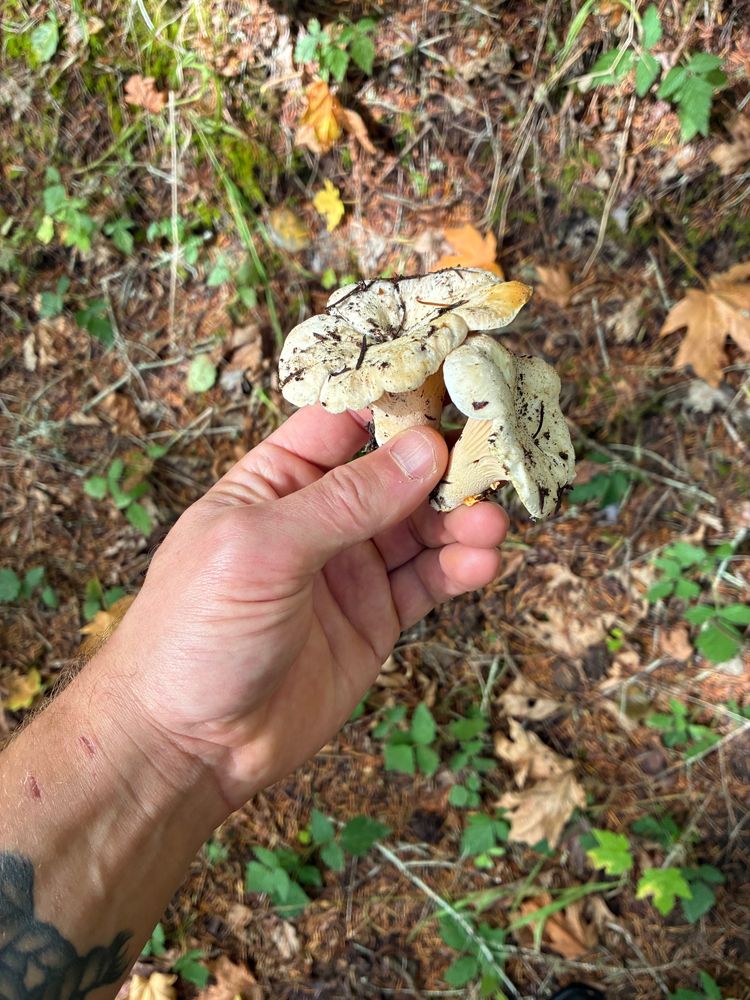 Some fall chanterelles 