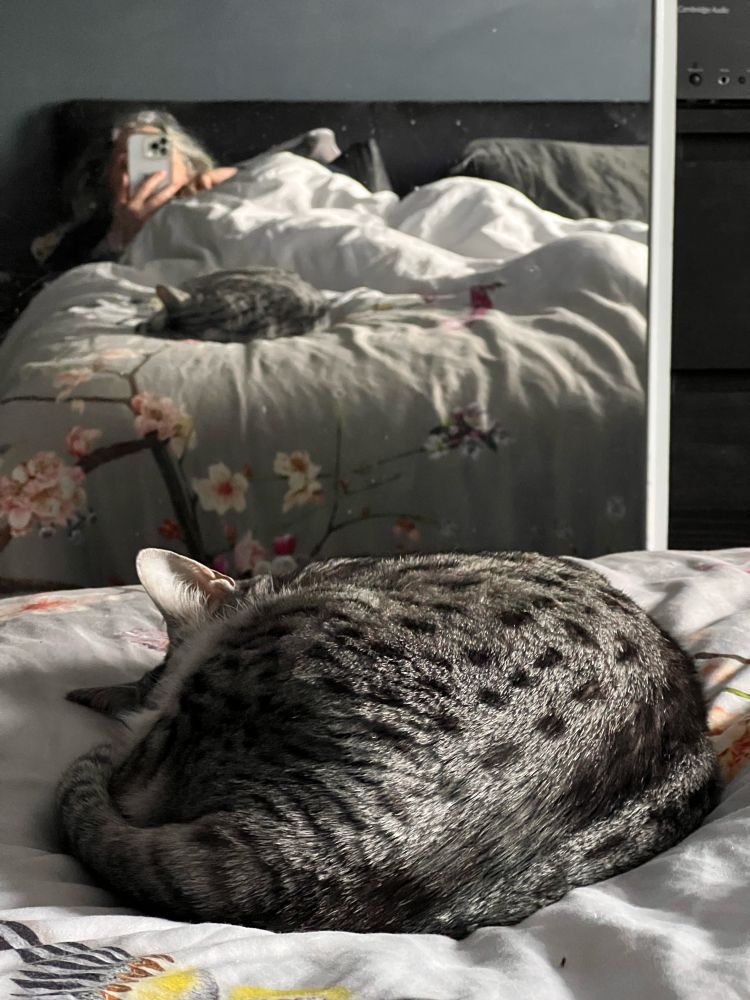 Cat curled up asleep on a bed with the photographer reflected in the background 