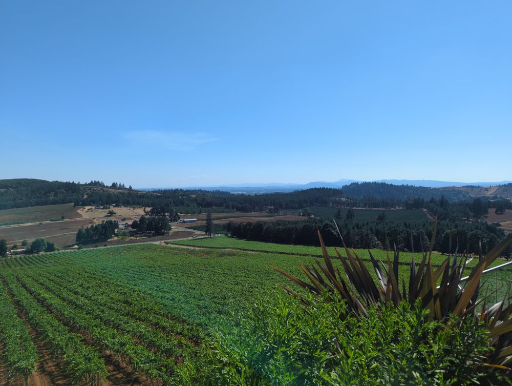 View of vineyards and distant mountains from the patio of Willamette Valley Vineyards.