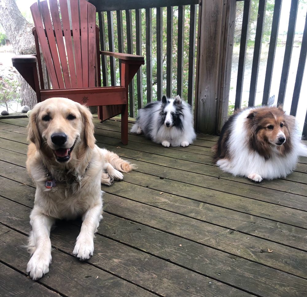 Golden retriever, and two Shetland sheepdogs, one bi-blue, one sable (think Lassie, but shorter). 