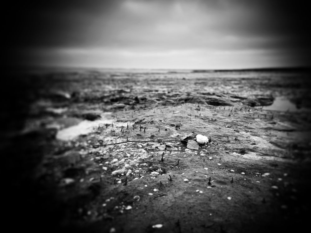 Ein schwarz-weiß Bild mit starker dunkler Vignette.
Im Fokus befindet sich eine einzelne weiße Rose im Watt liegend umgeben von hellen Muscheln, einzelnen Stoppeln von Dünengras.
Das Watt stellt sich nicht wie üblich durch Wellenform strukturiert dar, sondern wirkt stellenweise verfestigt während an tieferen Stellen noch Wasser steht.

Das Bild transportiert eine ruhige, eher dunkel-traurige Atmosphäre.
