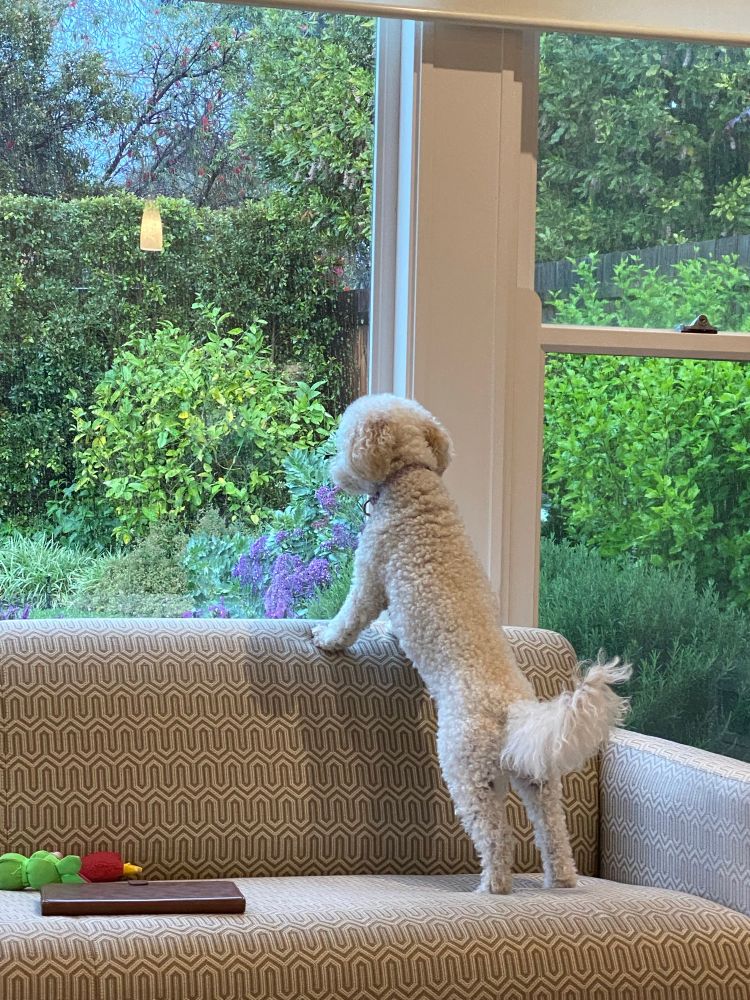 Little white dog watching the rain & storm