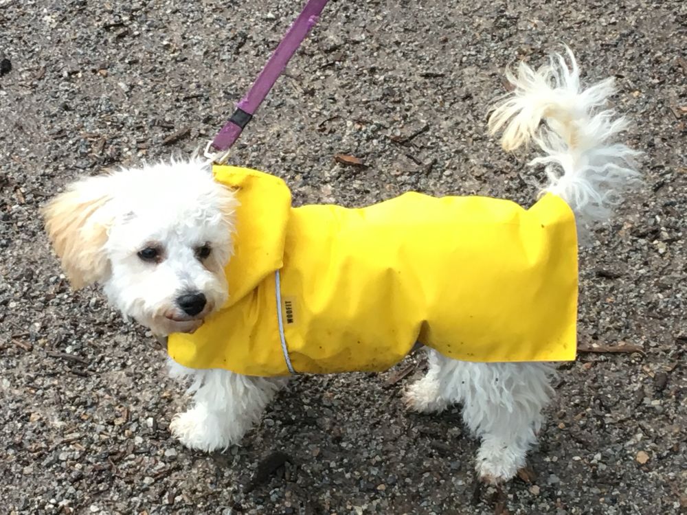 Puppy in a raincoat 