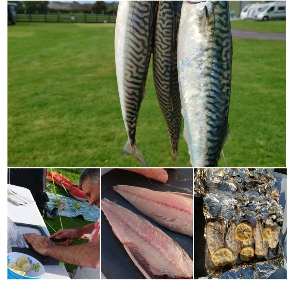 A collage showing a hand dangling a bunch of freshly caught mackerels with a campsite in the background, an excited Frenchman filleting mackerels on a camping table, mackerel fillets, and finally, mackerel fillets cooked in foil with lemon 