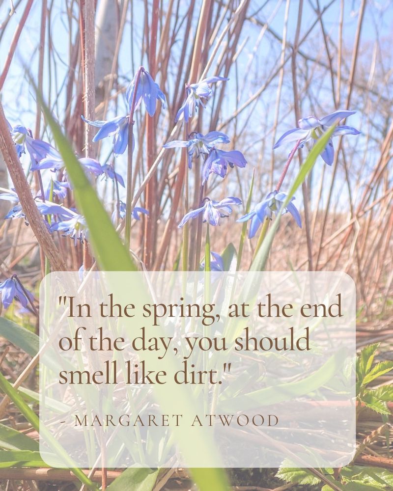 Picture of spring flowers in a garden