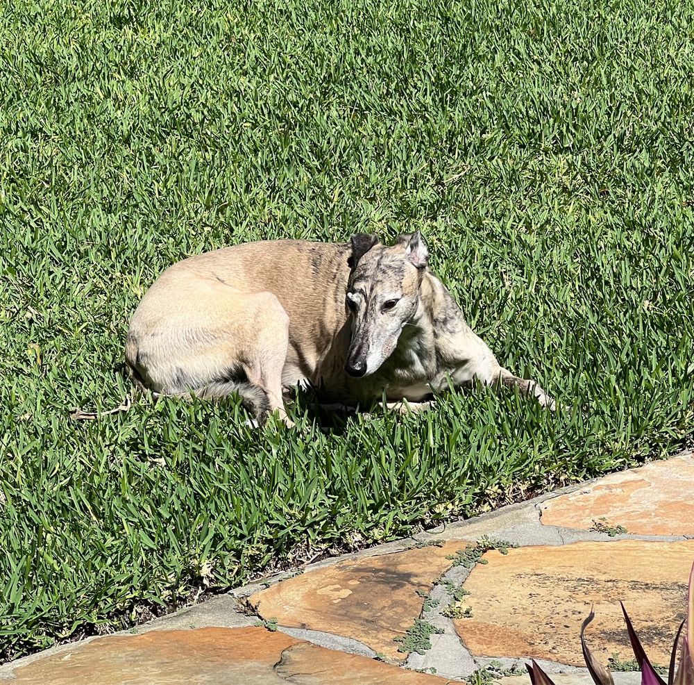 A fawn brindle greyhound dog lounging in bright sunshine on a green lawn next to a stone pathway.