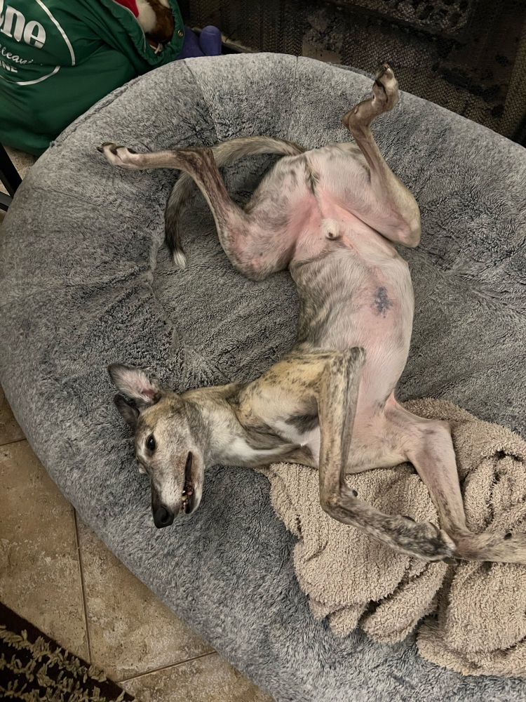 A fawn bridle greyhound dog, laid out in a full roach on a human-sized dog bed.