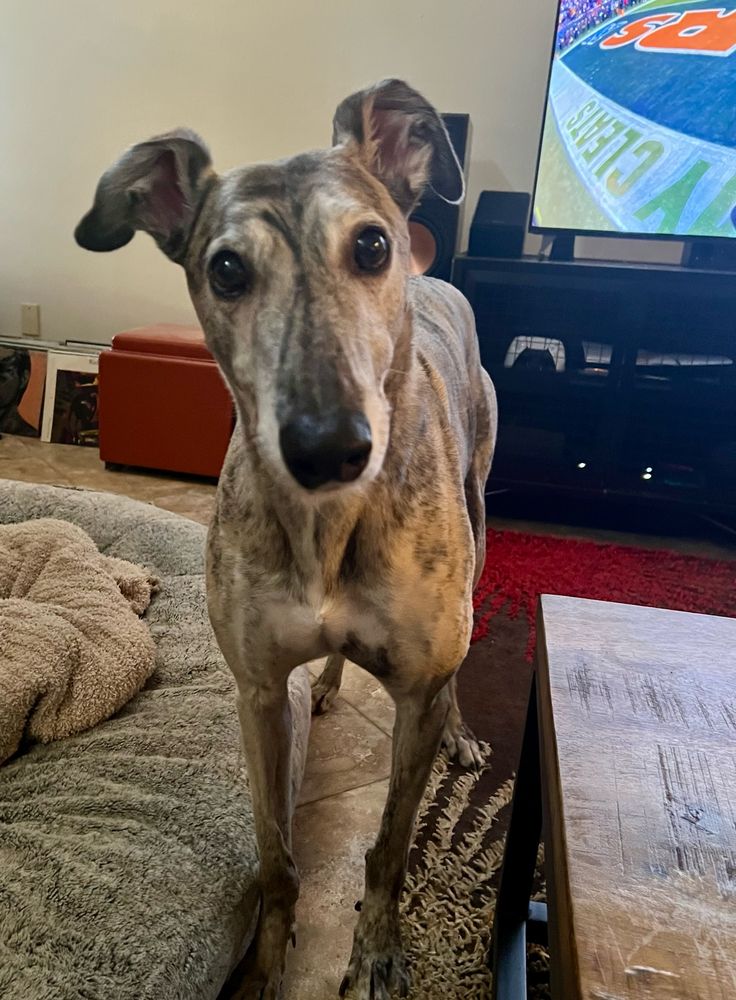 A fawn brindle greyhound, head cocked, ears out, communicating his desire for more food with a penetrating stare.