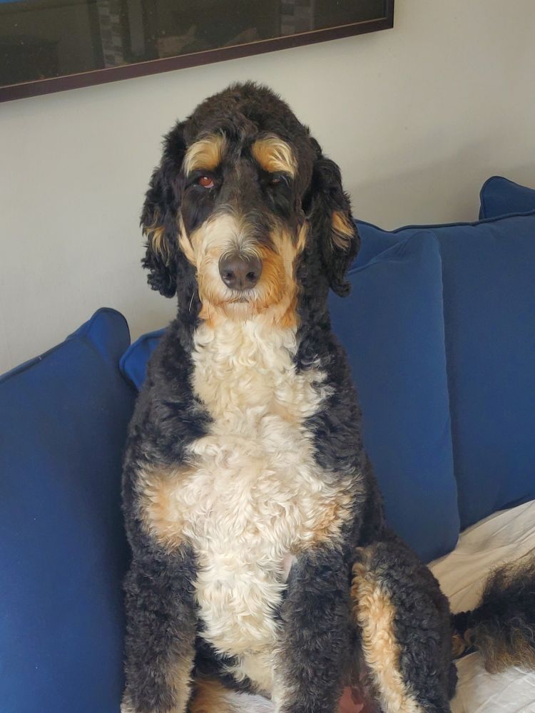 She is a Bernedoodle and is 4.