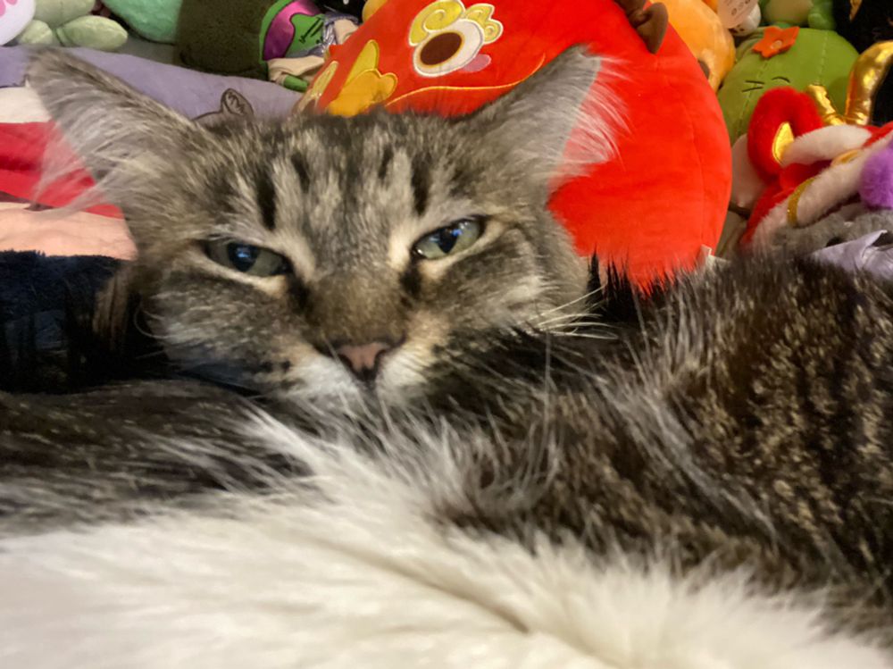 Ann Purrkins, a domestic long hair brown tabby cat, resting her chin in Goomba’s fur. (A domestic short hair brown and white tabby cat.)